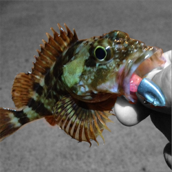 兵庫突堤 メバリングでタケノコメバル25cm！