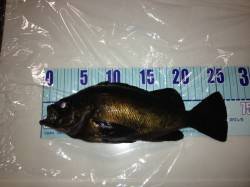 竹野港 メバリングでメバル25cmオーバー…