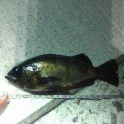 中仮屋外向きにて20㎝アップ2匹含め計4匹のメバルの釣果