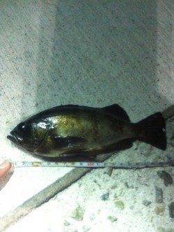 中仮屋外向きにて20㎝アップ2匹含め計4匹のメバルの釣果