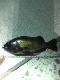 中仮屋外向きにて20㎝アップ2匹含め計4匹…