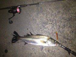 助松埠頭 表層スローリトリーブでシーバス6匹！