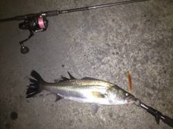 助松埠頭 表層スローリトリーブでシーバス6…