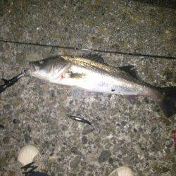 汐見埠頭 シンキングペンシルでシーバス71cm！