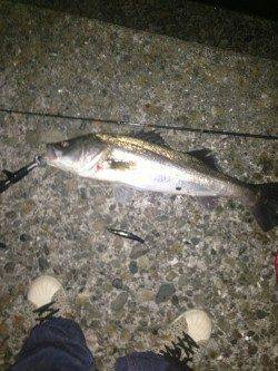 汐見埠頭 シンキングペンシルでシーバス71cm！