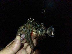 田辺港 フカセでグレ狙い グレ40cmの他ガシラやヒラセイゴで好釣果！