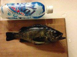 塩屋海岸、流し釣りでメバルの釣果