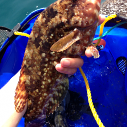 串本港 フカセ釣りでグレ〜26cmの他、イガミ31cm