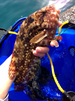 串本港 フカセ釣りでグレ〜26cmの他、イガミ31cm