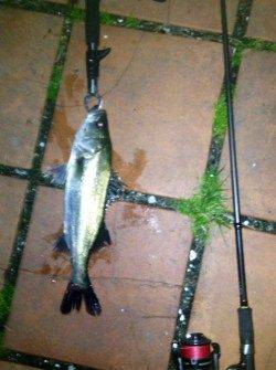 表層をスローに巻いてHIT！バチ抜け