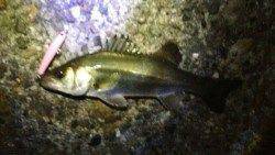 汐見埠頭 10バイトの中シーバス2本キャッチ☆