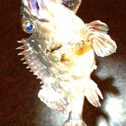 垂水漁港 メバリングでガシラ〜23cm2匹