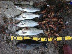 田辺港 フカセでグレ狙い グレ40cmの他ガシラやヒラセイゴで好釣果！