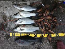 田辺港 フカセでグレ狙い グレ40cmの他…