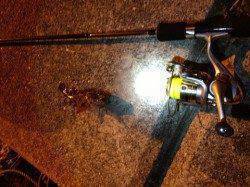 垂水漁港 エサ取りの猛攻の中ガシラGET