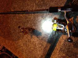 垂水漁港 エサ取りの猛攻の中ガシラGET