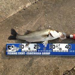 大阪南港でエビ撒き釣り、自己最高の64cmのスズキＧＥＴ♪