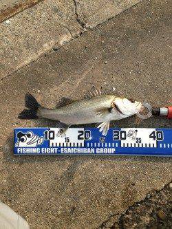 大阪南港でエビ撒き釣り、自己最高の64cmのスズキＧＥＴ♪