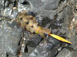 太地くじら浜公園 エギングでアオリイカ30…