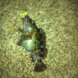 舞洲、根がかりと奮闘しながら表層でぷりぷりガシラGET