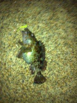 舞洲、根がかりと奮闘しながら表層でぷりぷりガシラGET