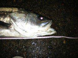 大阪南港 ハードプラグでシーバス77cmキャッチ！