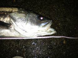 大阪南港 ハードプラグでシーバス77cmキ…