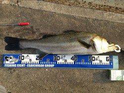 大阪南港でエビ撒き釣り、自己最高の64cmのスズキＧＥＴ♪