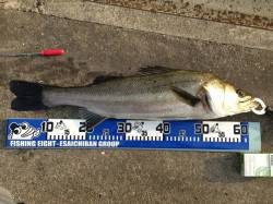 大阪南港でエビ撒き釣り、自己最高の64cm…