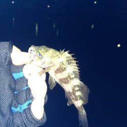 樽井でメバリング、短時間でコンスタントに釣れました