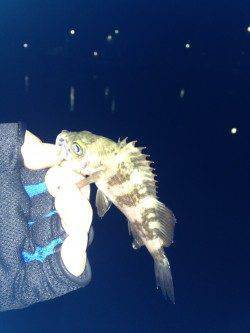 樽井でメバリング、短時間でコンスタントに釣れました