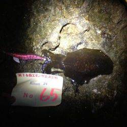 活性が悪くてもイチコロ！紀伊大島エギング釣果