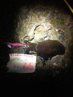 活性が悪くてもイチコロ！紀伊大島エギング釣果