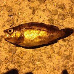 大蔵海岸 ウキ釣りでメバル14cm＆16cm