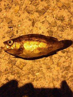 大蔵海岸 ウキ釣りでメバル14cm＆16cm