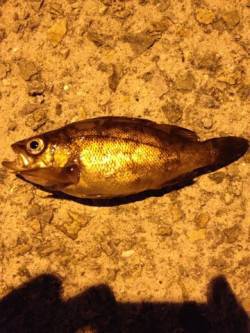 大蔵海岸 ウキ釣りでメバル14cm＆16c…