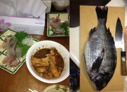 大阪南港 エビ撒き釣りでチヌ45cm