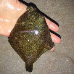 塩屋海岸、投げ釣りでカレイ6匹の釣果