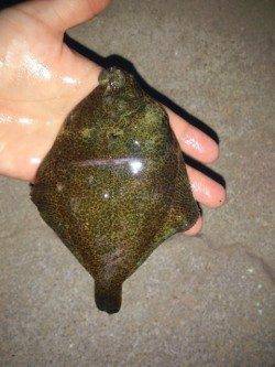 塩屋海岸、投げ釣りでカレイ6匹の釣果