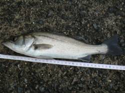 淀川河口 22時半〜23時にシーバス34c…