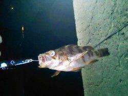 雑賀崎でのメバリング調査