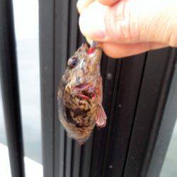 神戸空港、夕暮れ時に足元でHIT！