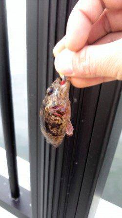 神戸空港、夕暮れ時に足元でHIT！