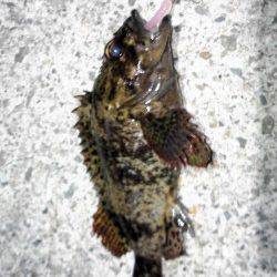 神戸空港、夕暮れ時に足元でHIT！