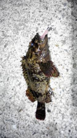 神戸空港、夕暮れ時に足元でHIT！