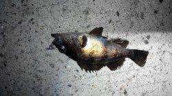 垂水漁港でメバリング、メバルのあの引きはかなり面白い！