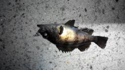 垂水漁港でメバリング、メバルのあの引きはか…