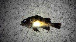 垂水漁港でメバリング、メバルのあの引きはかなり面白い！