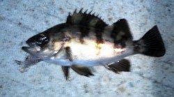 垂水漁港 風裏のメバリングでメバル2尾