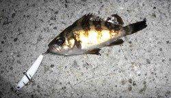 垂水漁港 風裏のメバリングでメバル2尾